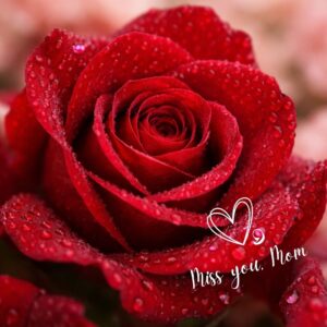 Close-up of a deep red rose covered in soft water droplets, set against a blurred pink background, creating a gentle, emotional and feminine mood.