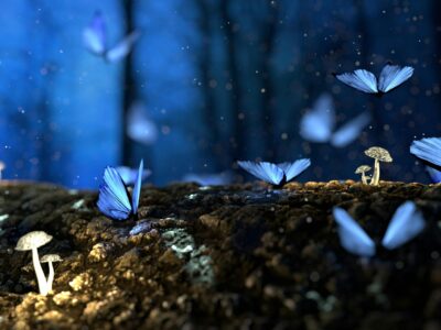 an image of butterflies at night