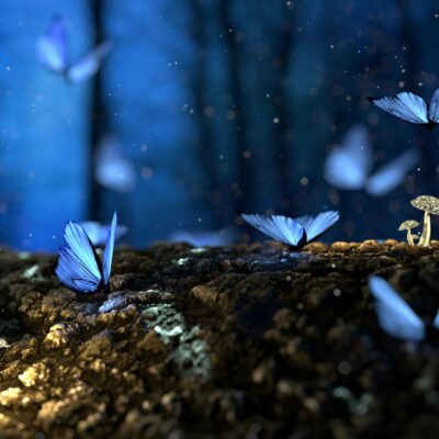 an image of butterflies at night